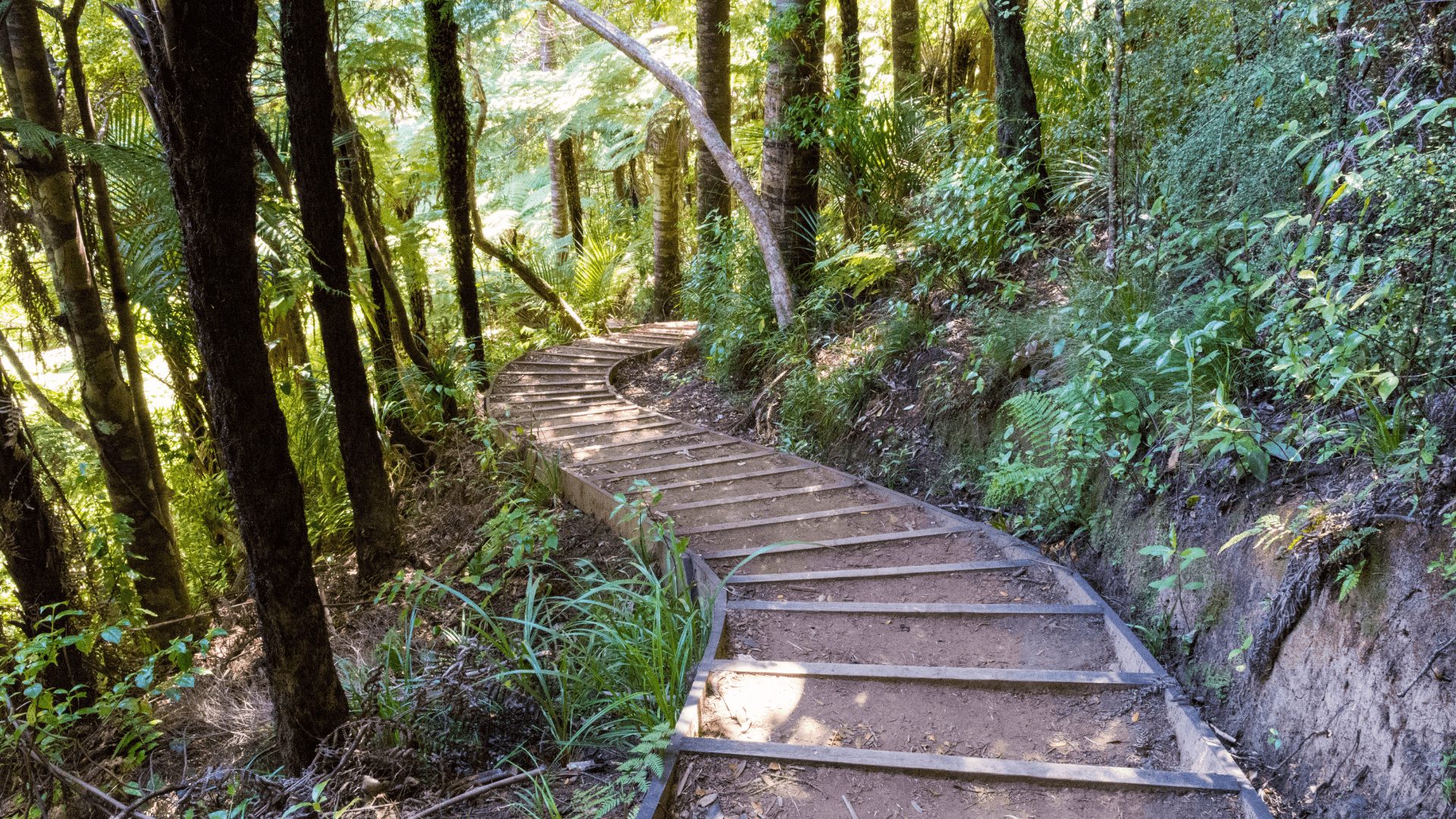 Peaceful forest walking trail on Waiheke Island, New Zealand, surrounded by lush native bush and sunlight filtering through the trees. Perfect for nature lovers seeking scenic walks and tranquil adventure on the island.